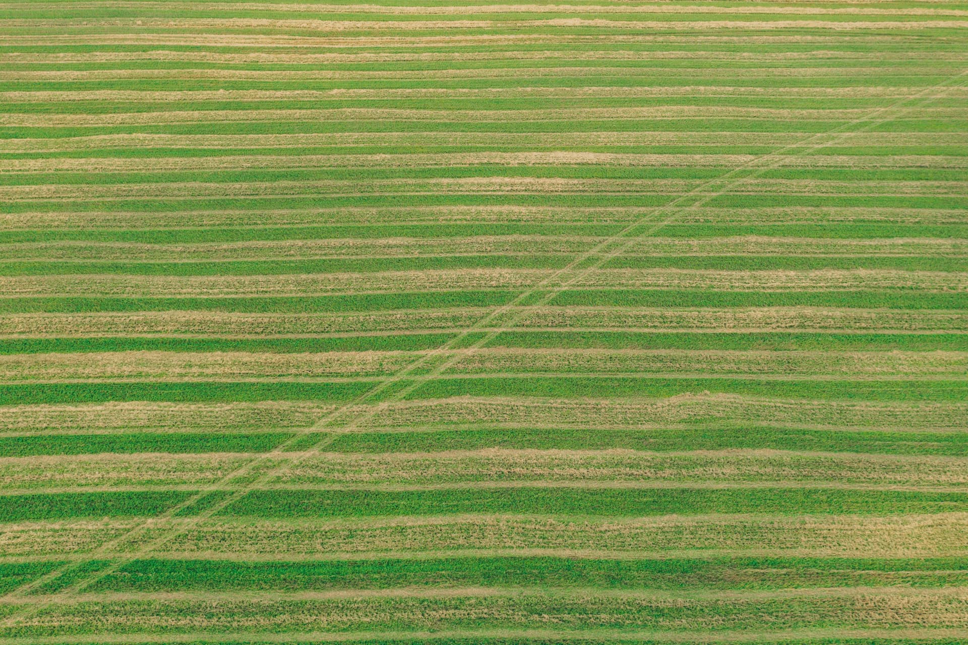 Groen veld met sporen in het gras